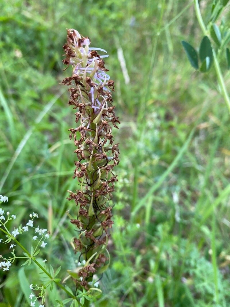 Himantoglossum hircinum fruit