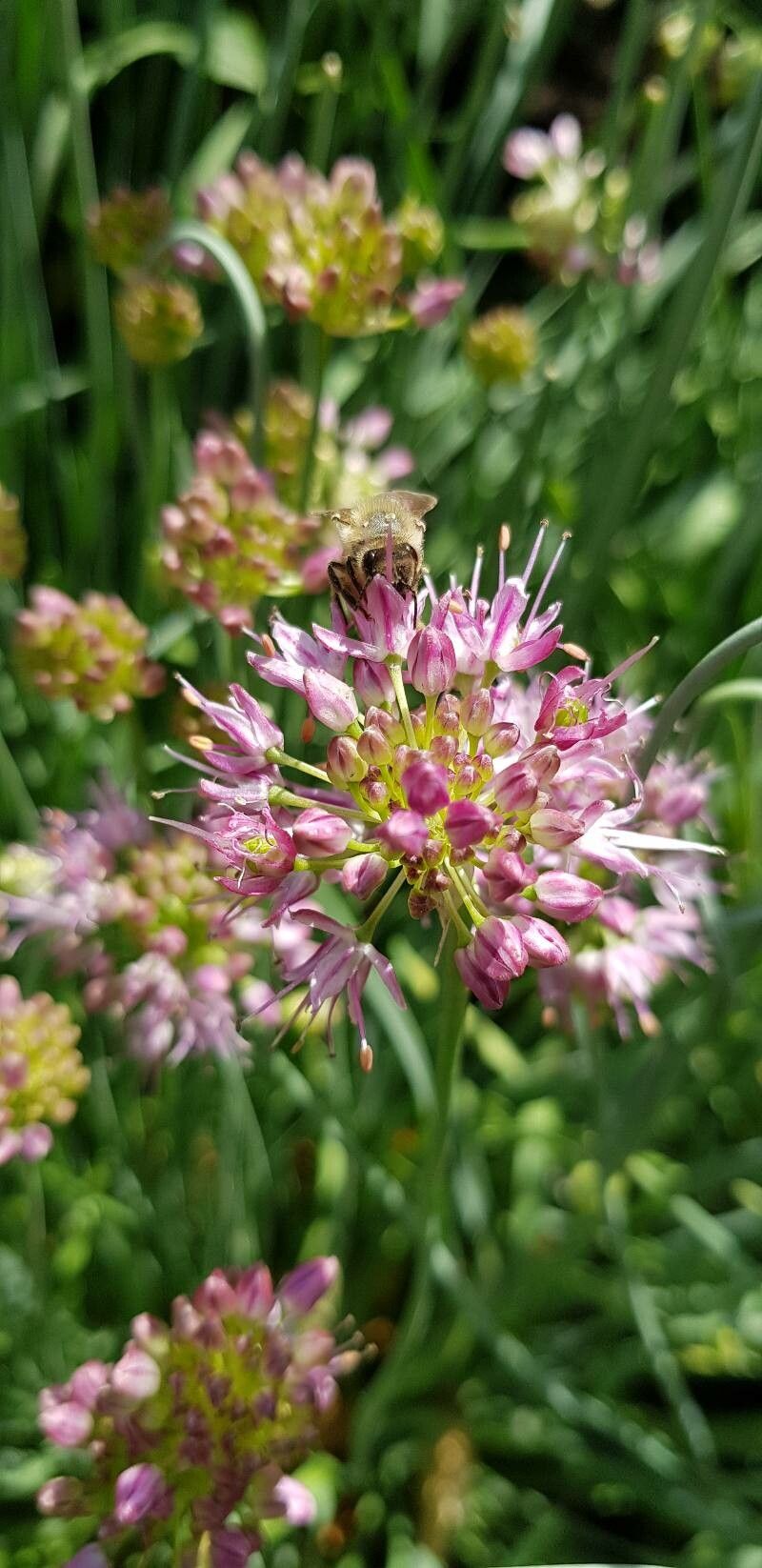 Allium kermesinum flower