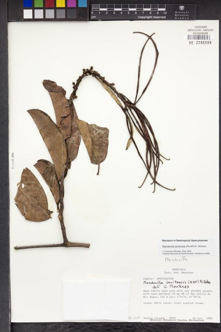 Mandevilla javitensis — houseplant care guide