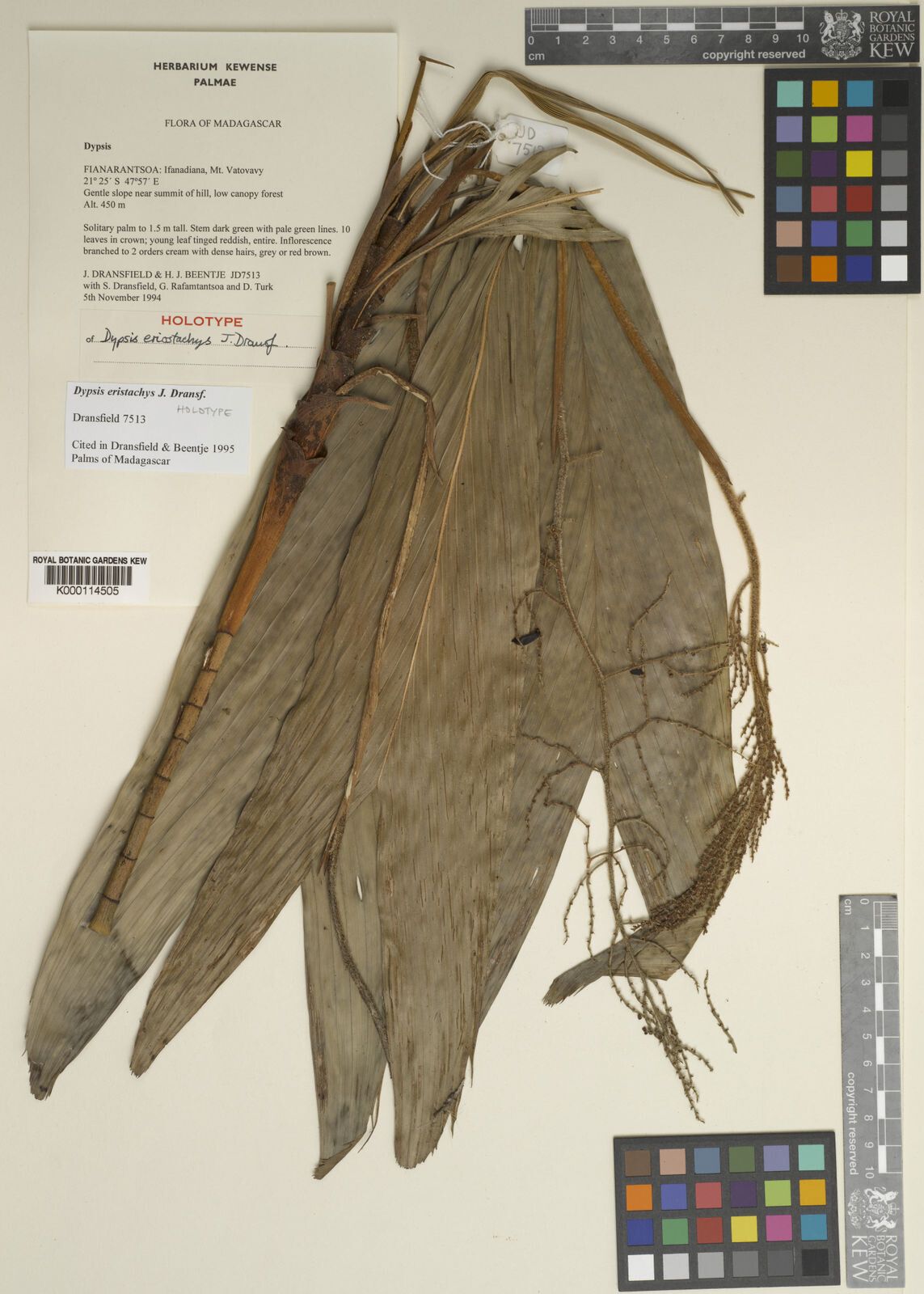 Dypsis eriostachys — houseplant care guide