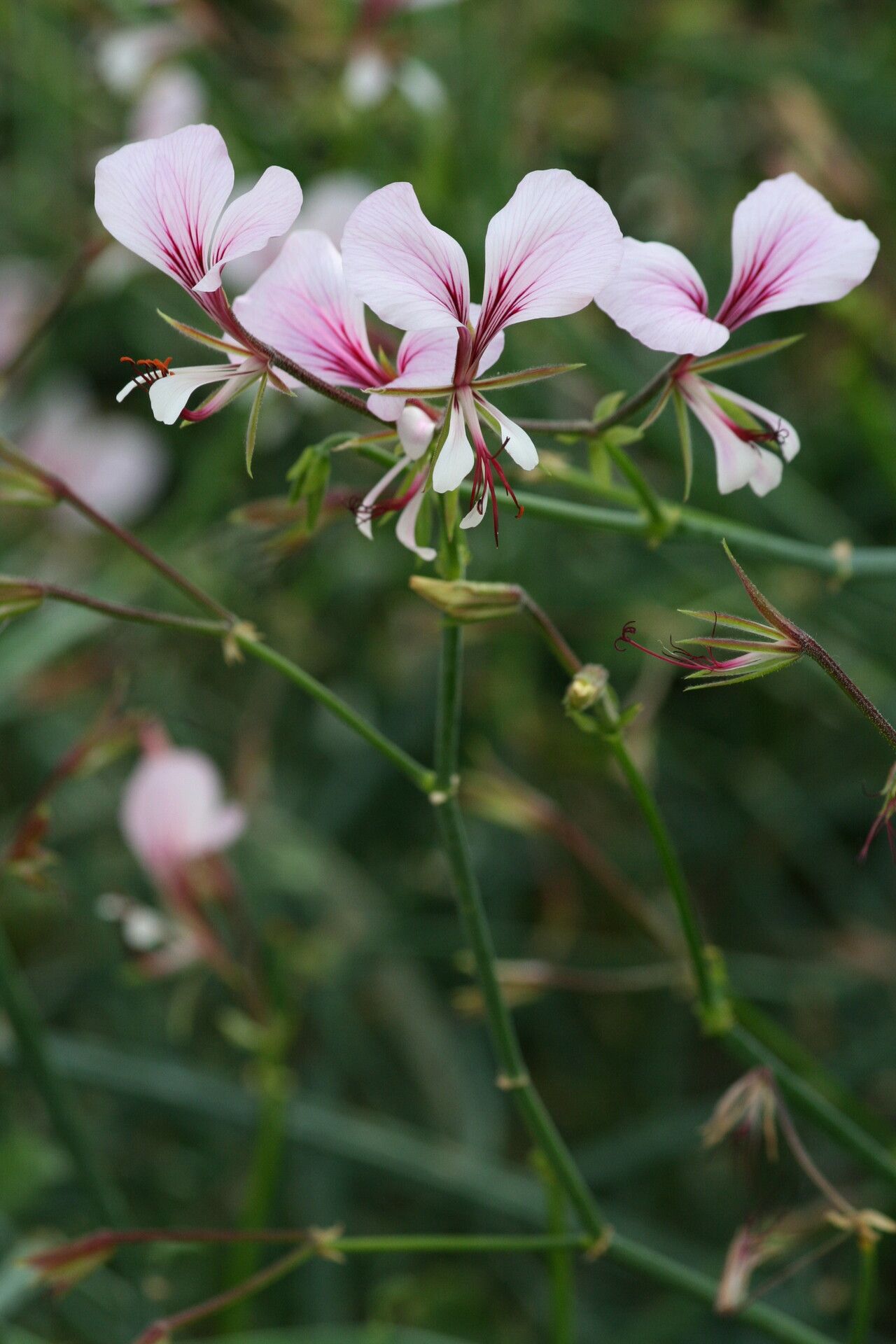 Pelargonium tetragonum flower