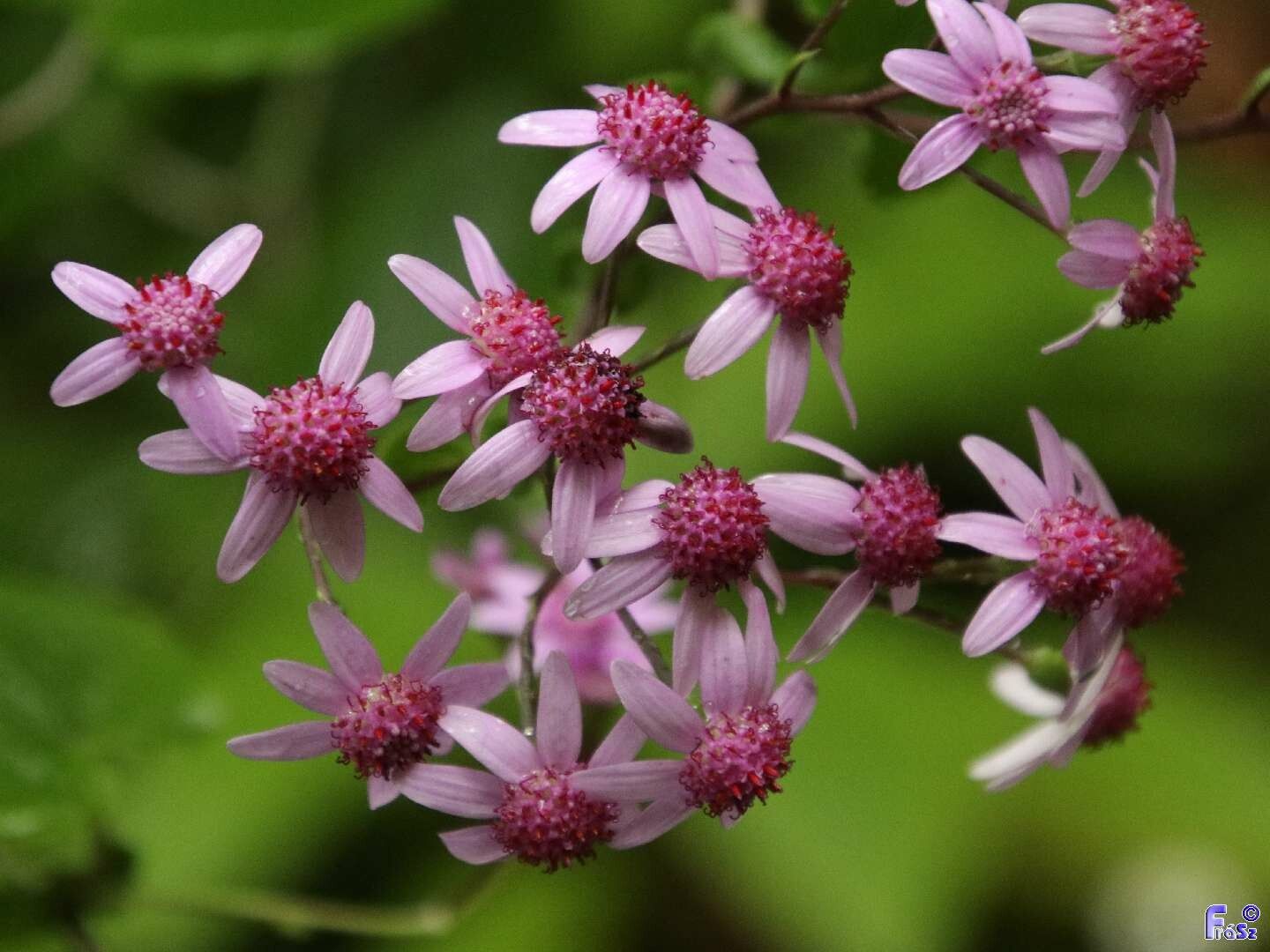 Pericallis aurita flower