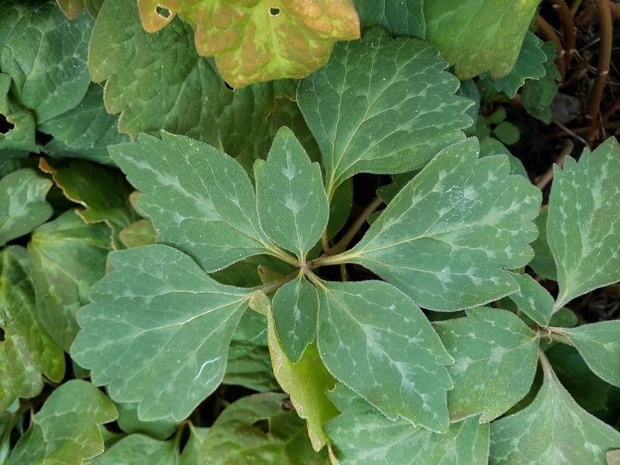 Pachysandra procumbens leaf