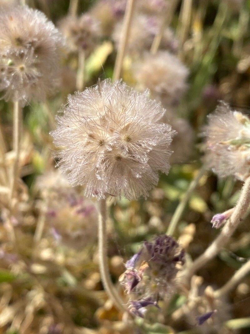 Pterocephalus porphyranthus fruit