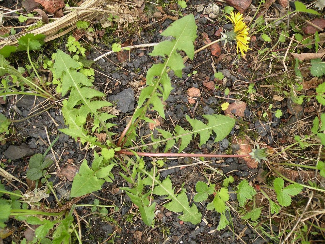 Taraxacum clemens habit