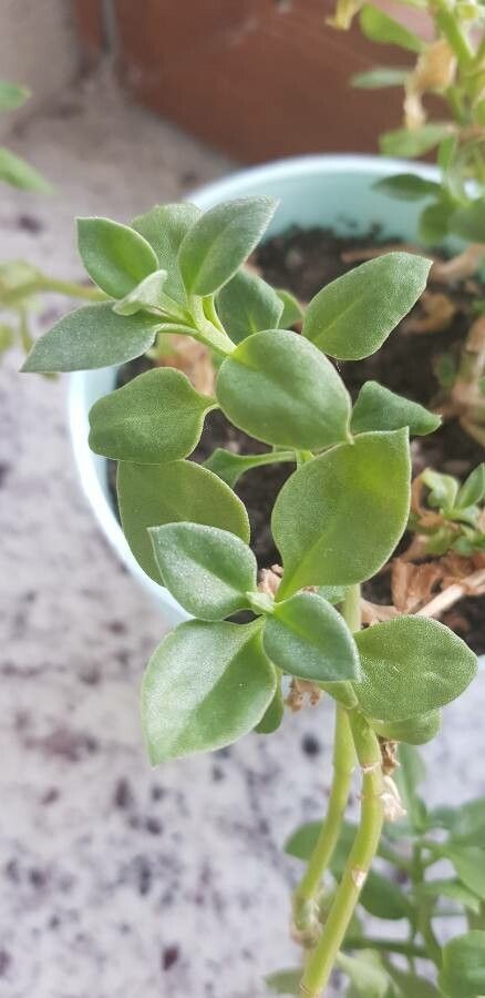 Aptenia cordifolia x Aptenia haeckeliana leaf