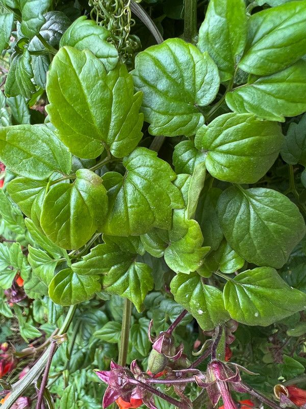 Eccremocarpus scaber