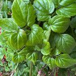 Eccremocarpus scaber