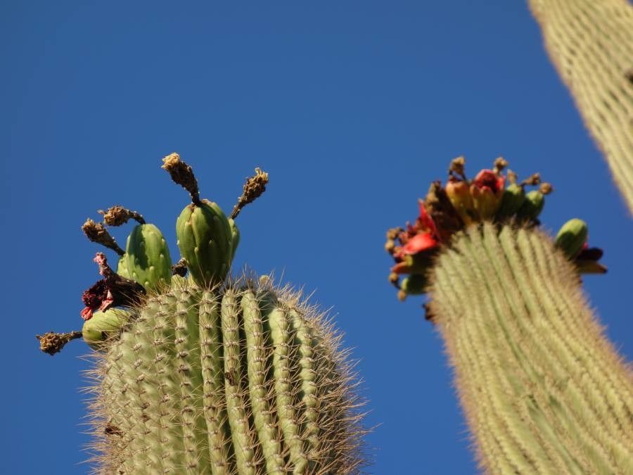 Carnegiea gigantea fruit