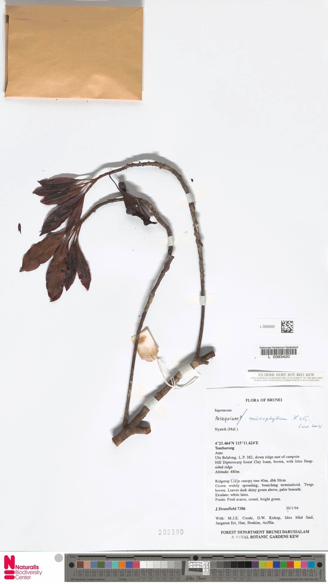 Palaquium microphyllum — related species from the same genus