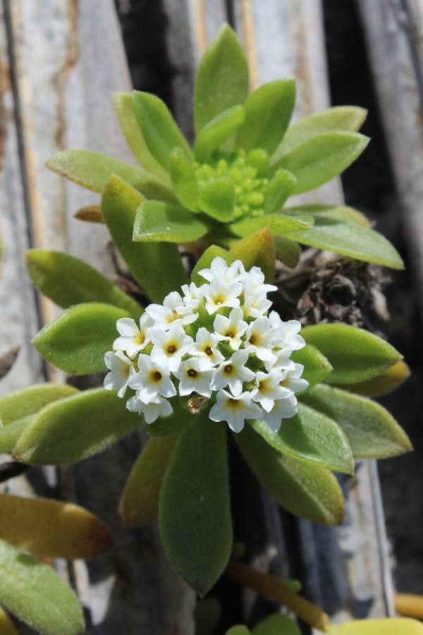 Heliotropium anomalum flower
