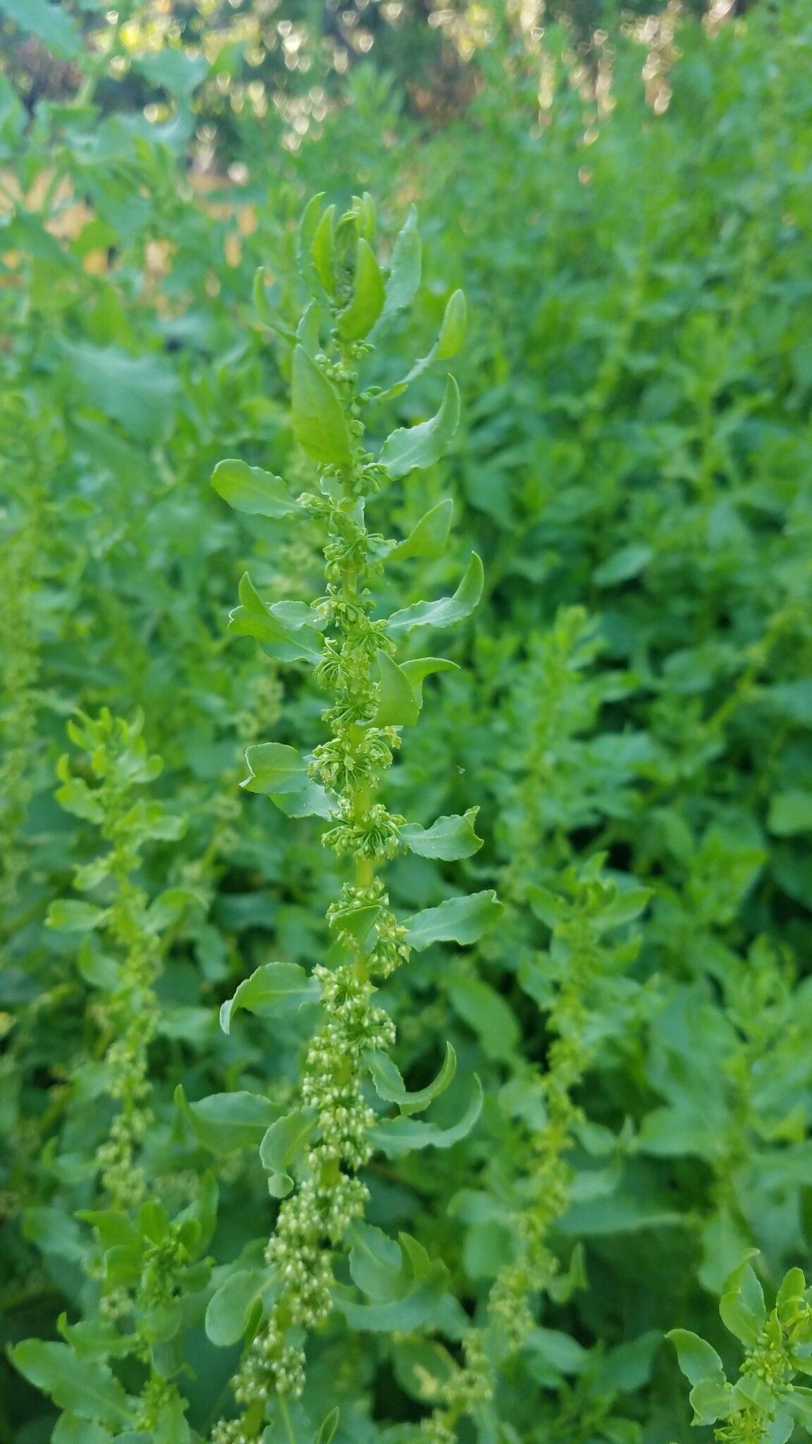 Rumex obovatus flower