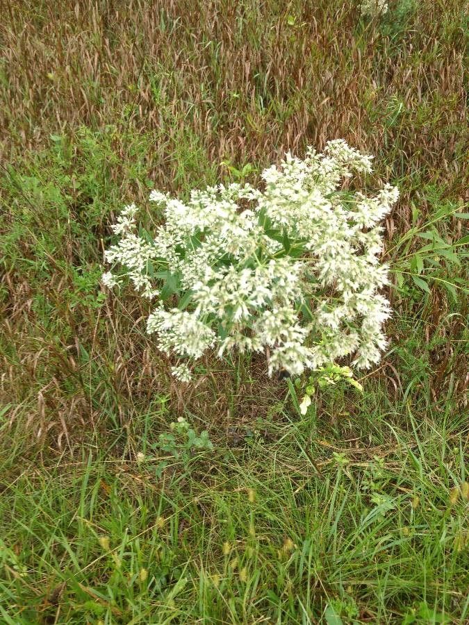 Eupatorium altissimum flower