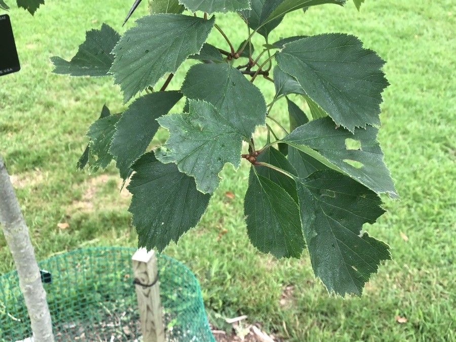 Crataegus durobrivensis — search result for 'Crataegus'