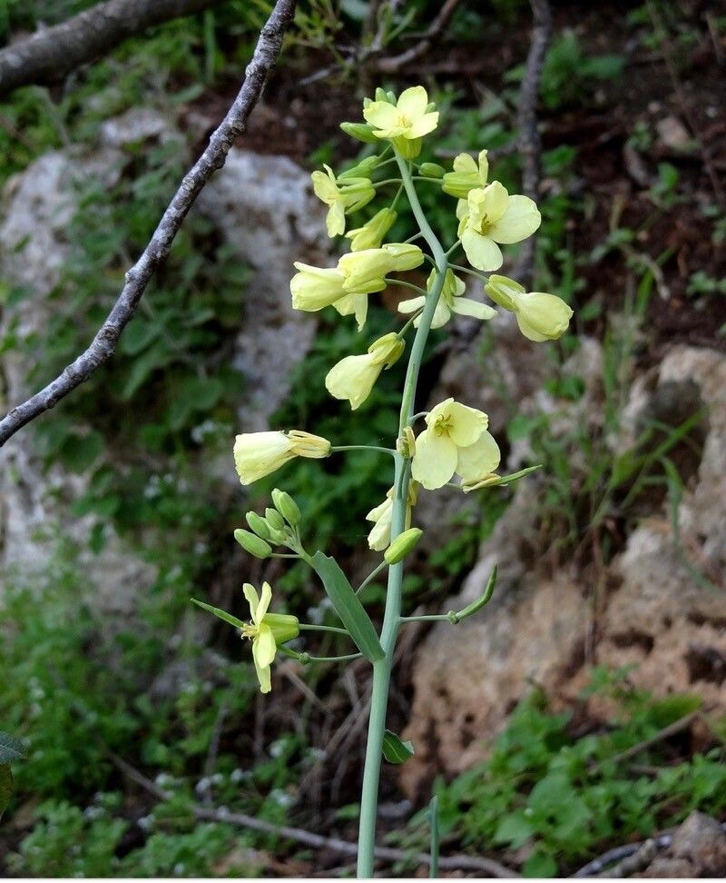 Brassica cretica flower