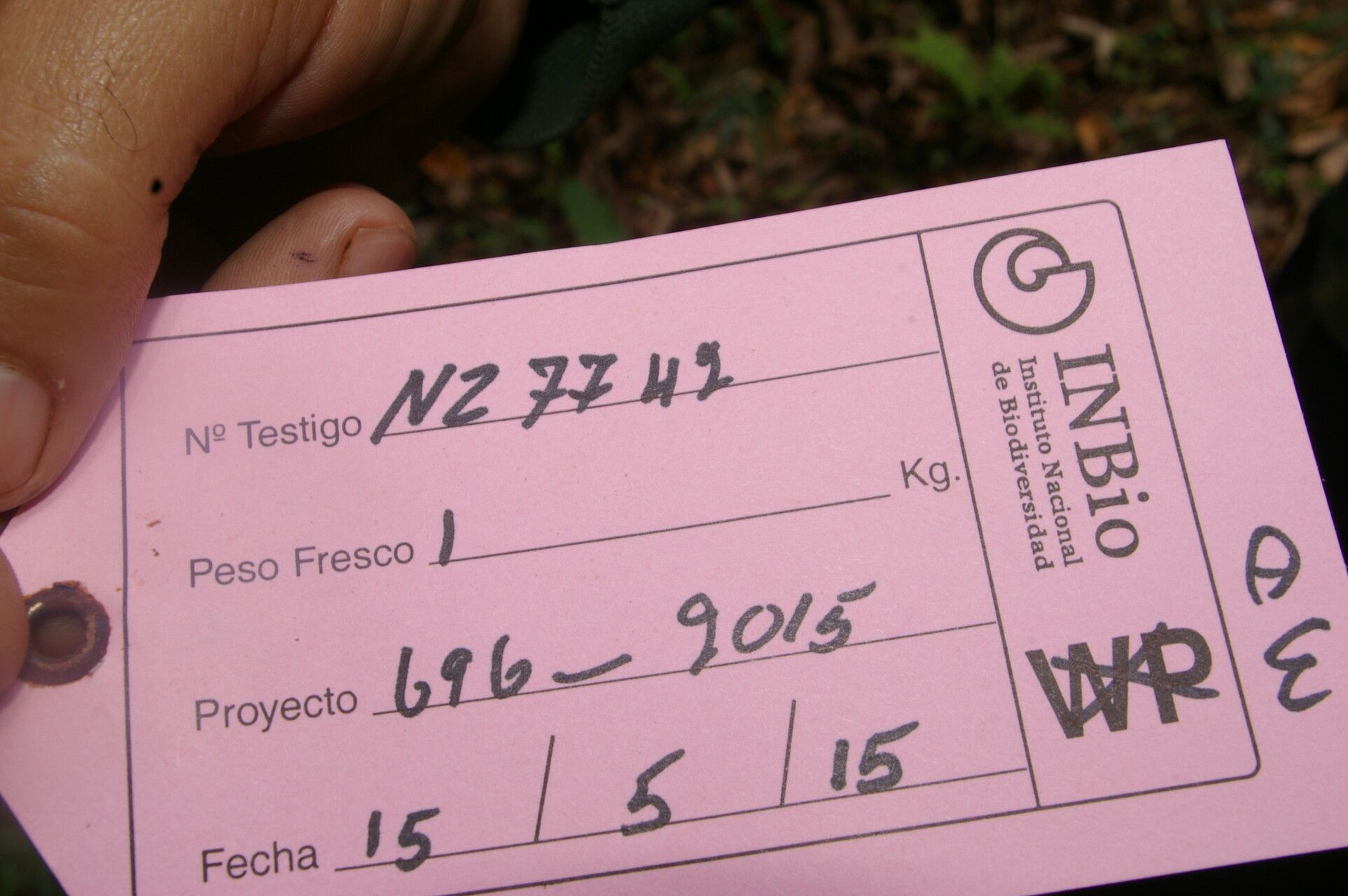 Miconia davidsei other