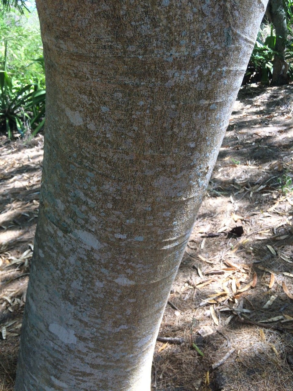 Albizia niopoides bark