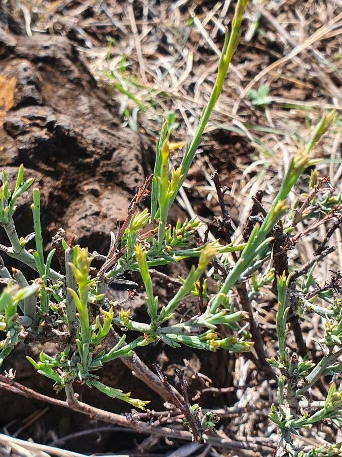 Thesium stuhlmannii leaf