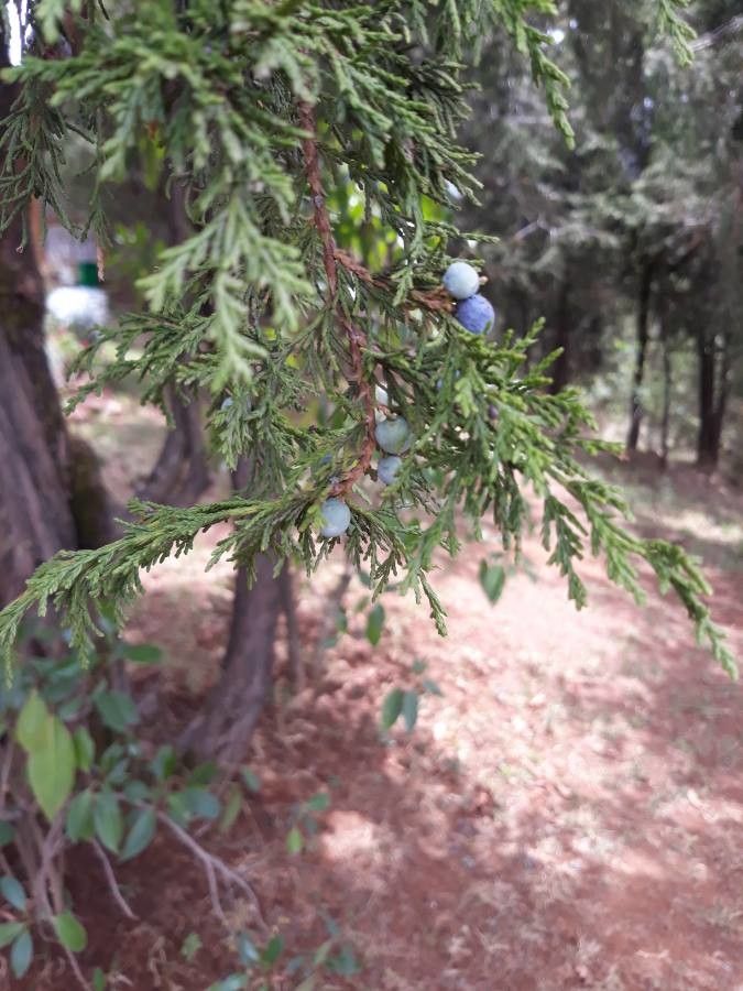 Juniperus procera fruit