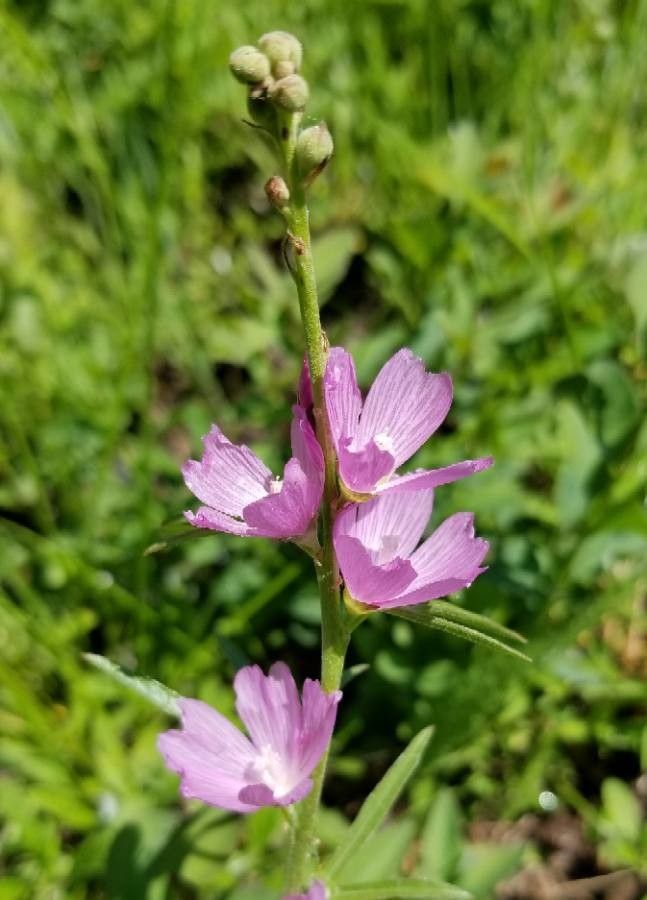 Sidalcea covillei — related species from the same genus