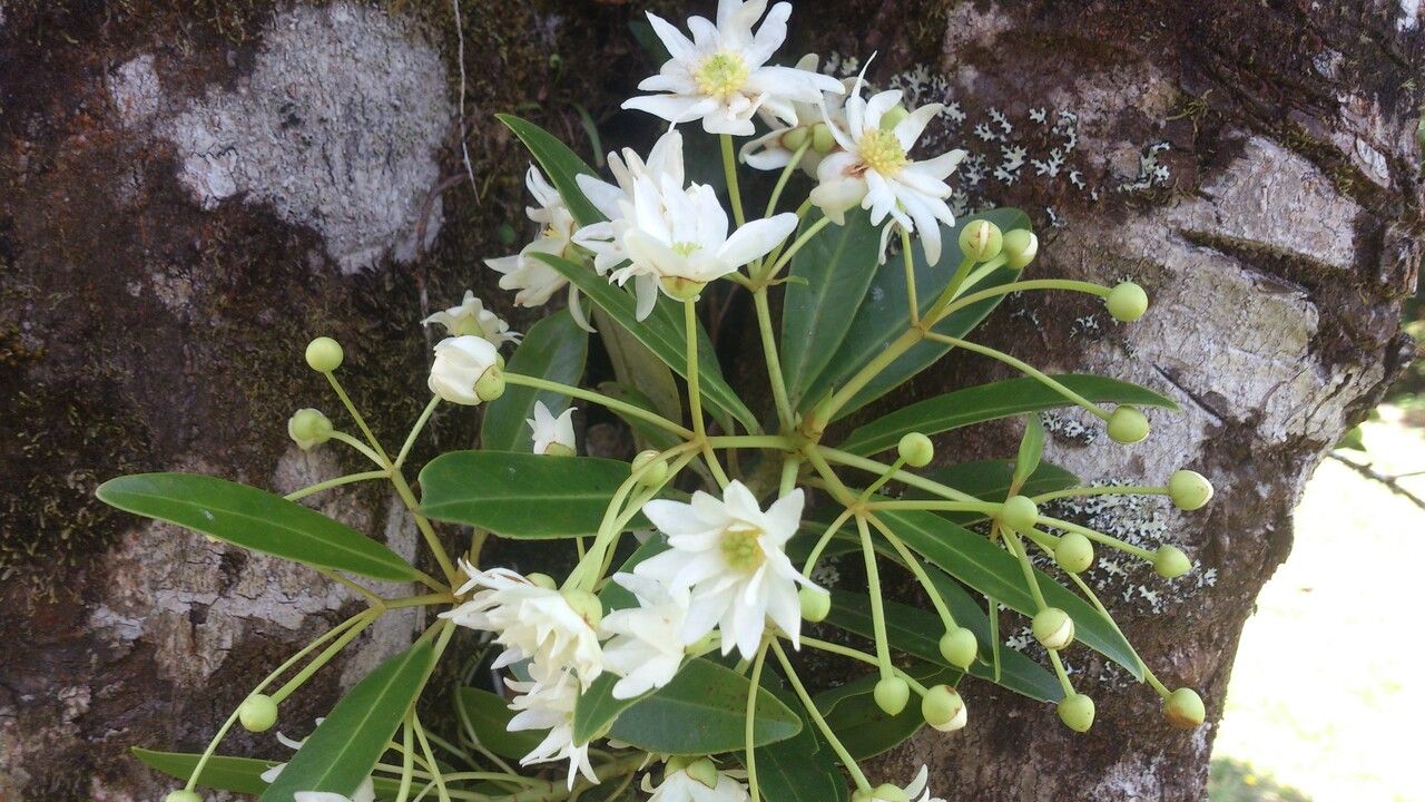 Drimys granadensis — related species from the same genus