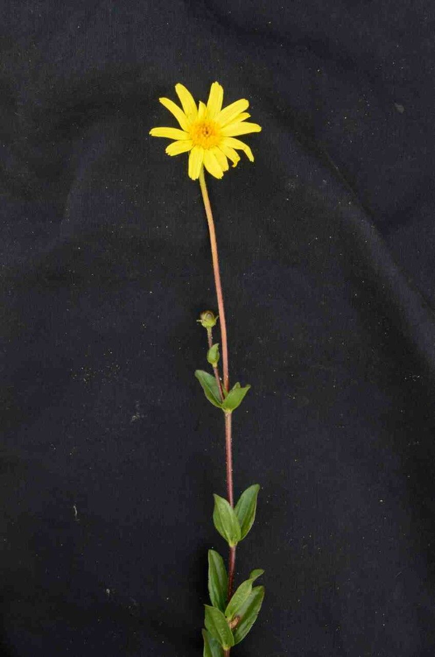 Calea myrtifolia flower