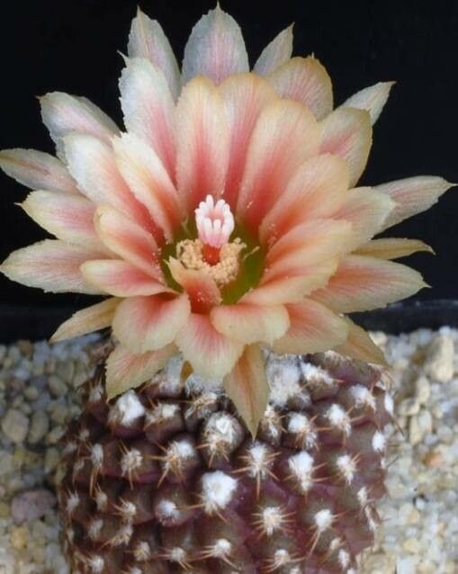 Eriosyce glabrescens flower