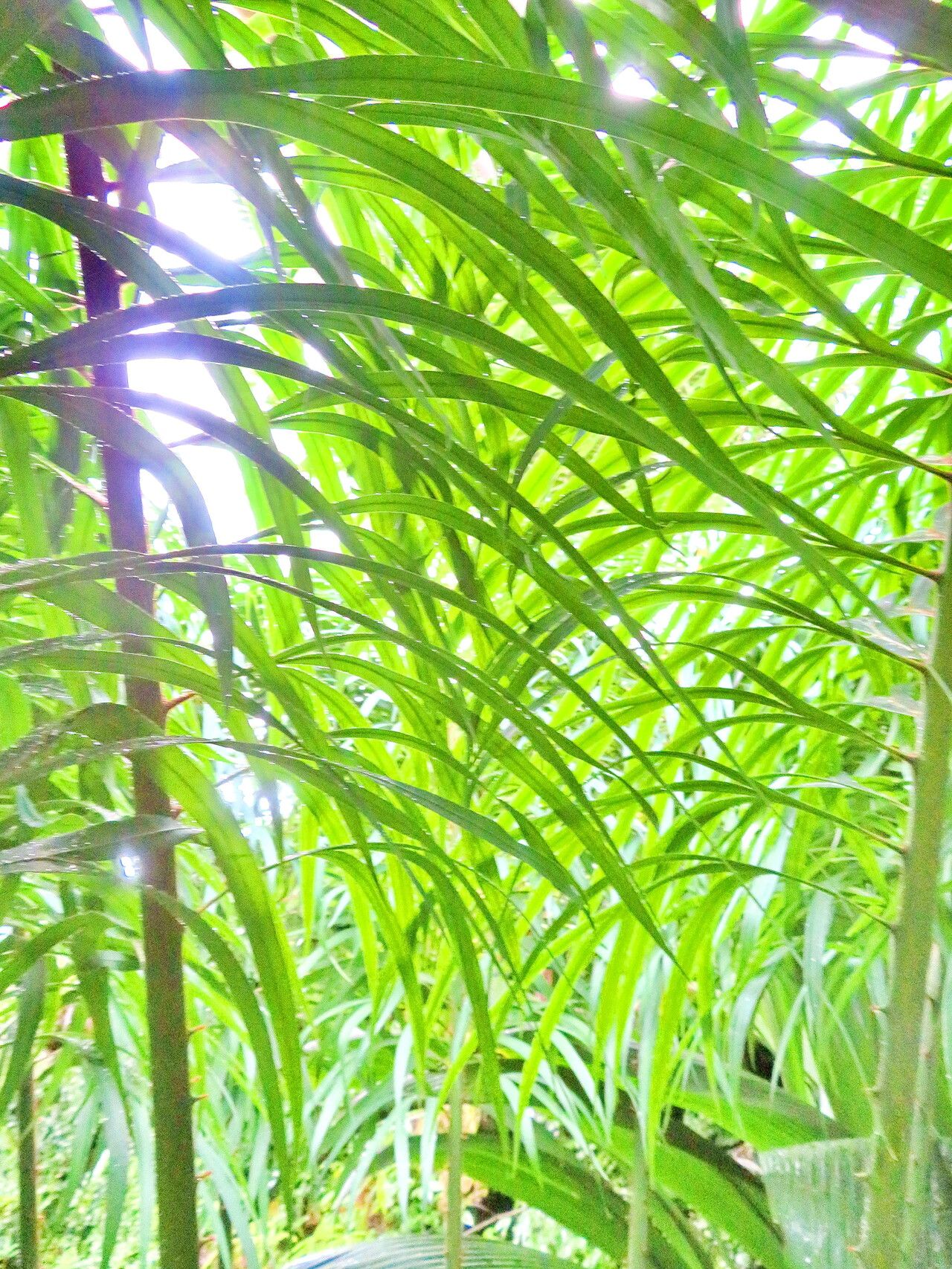 Cycas micholitzii — search result for 'Cycas'