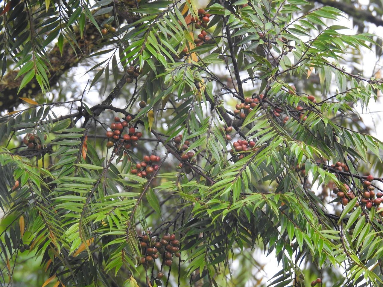 Xylopia discreta fruit