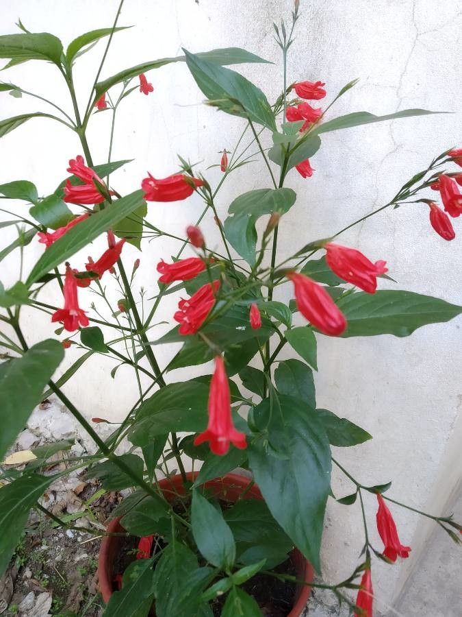 Ruellia brevifolia flower