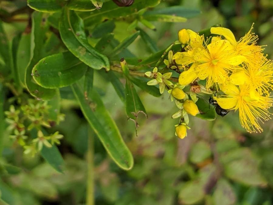Hypericum densiflorum — search result for 'Hypericum'