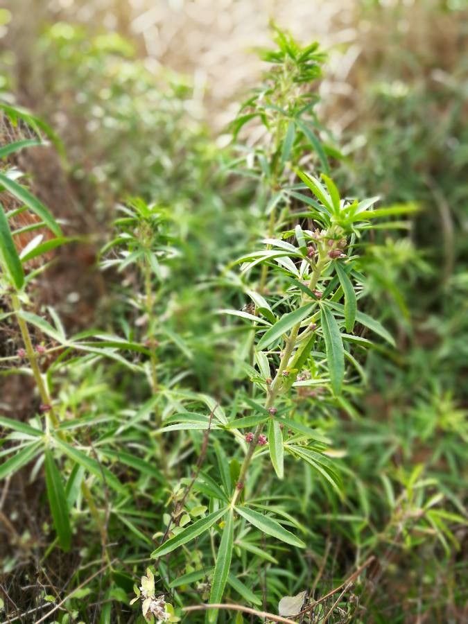 Cleome allamanii — related species from the same genus