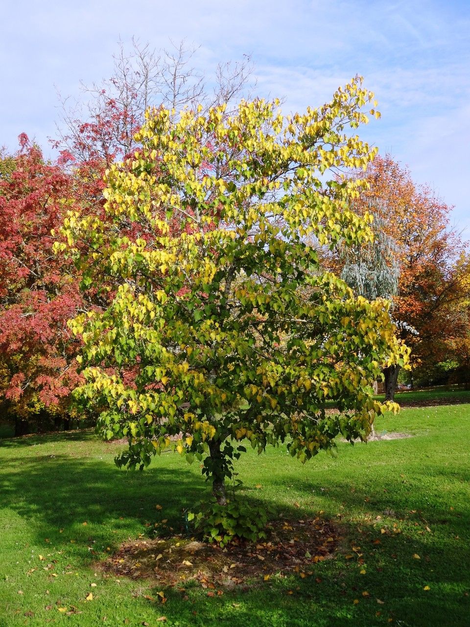 Tilia chingiana other