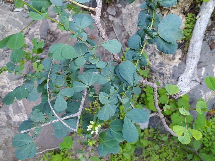 Dorycnium eriophthalmum leaf