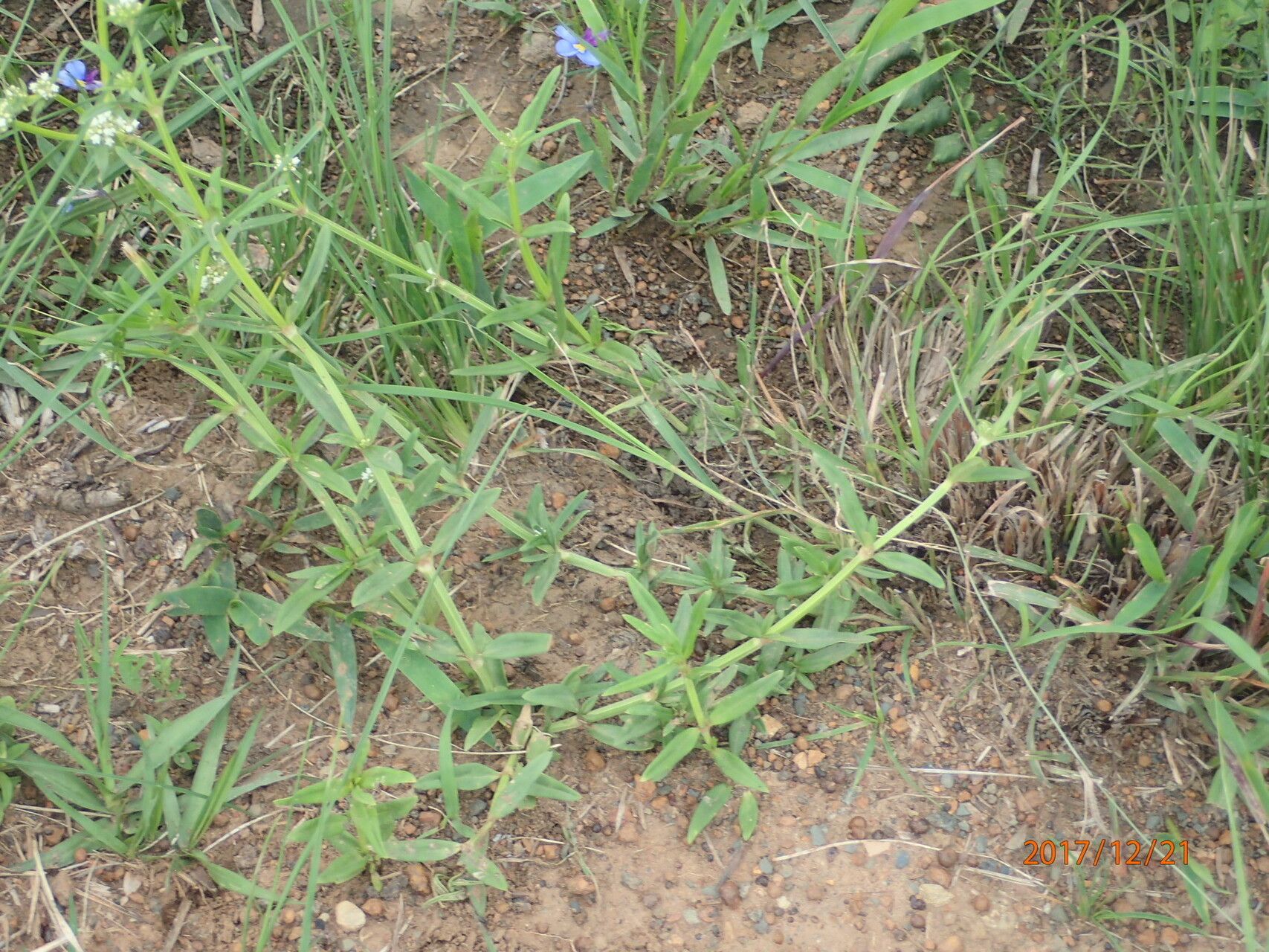 Spermacoce natalensis habit