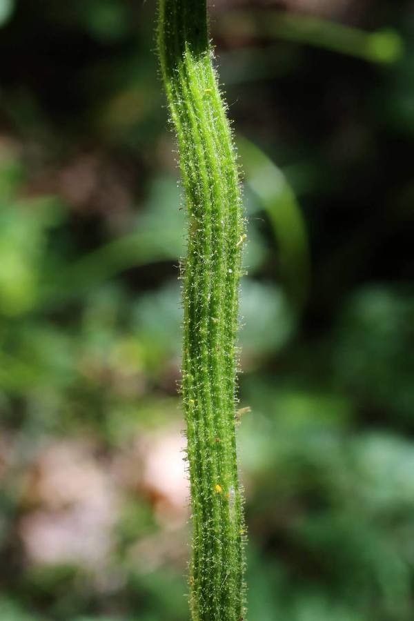 Doronicum hungaricum other