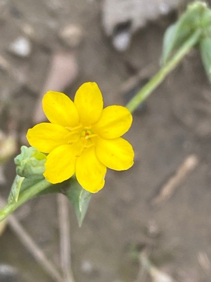 Blackstonia acuminata flower
