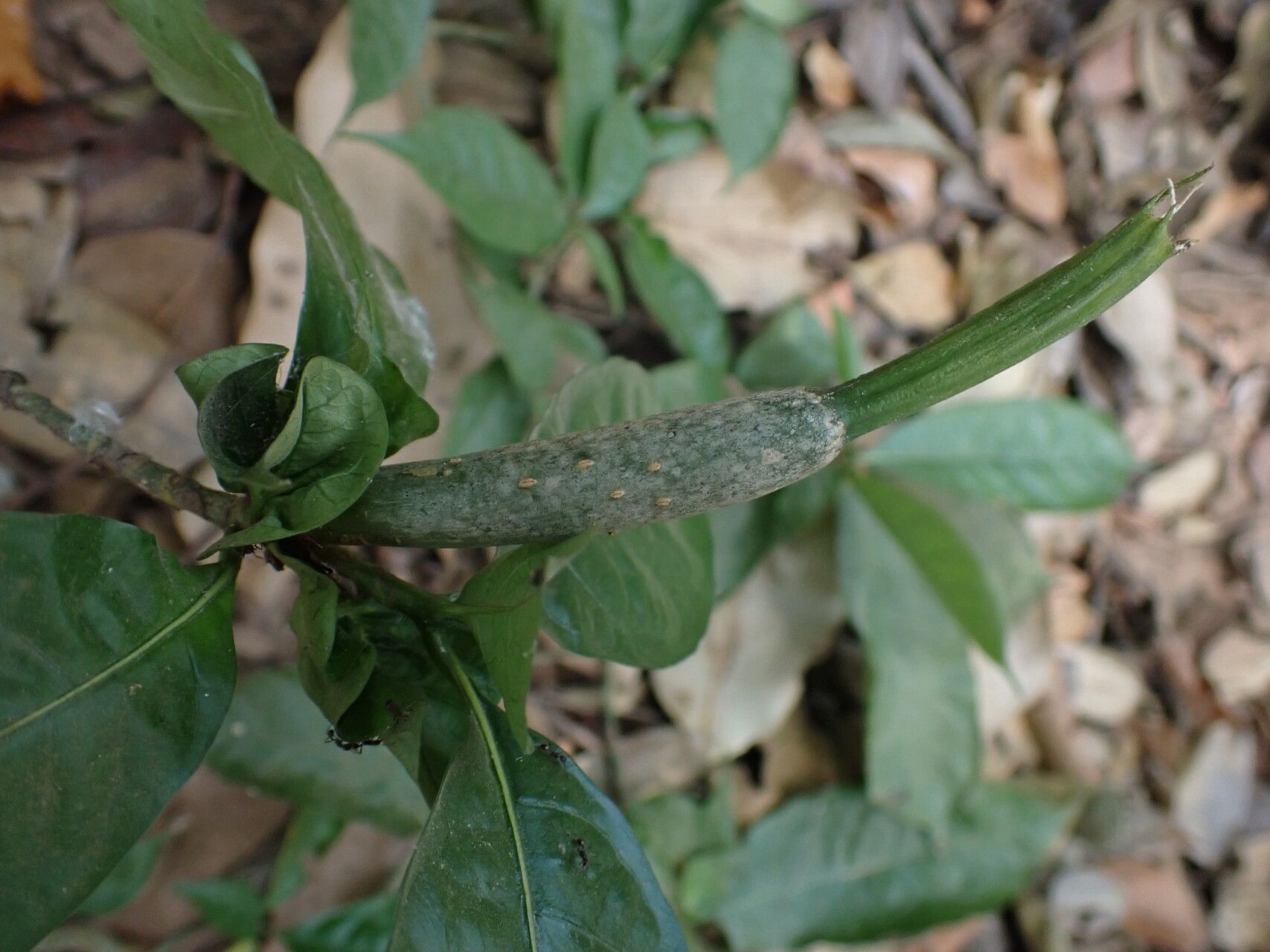 Gardenia leopoldiana fruit