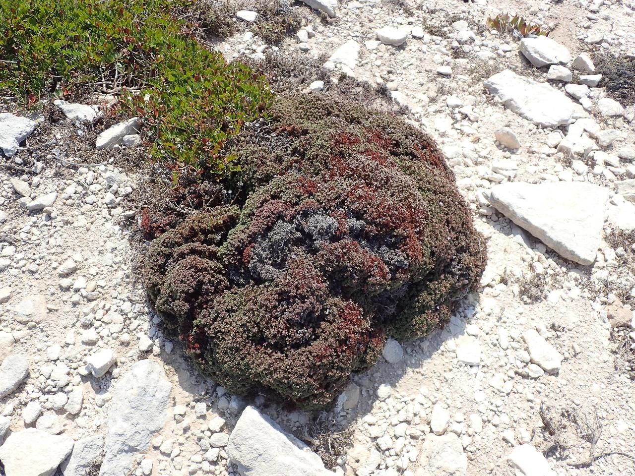Limonium obtusifolium habit
