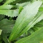 Leucanthemum maximum