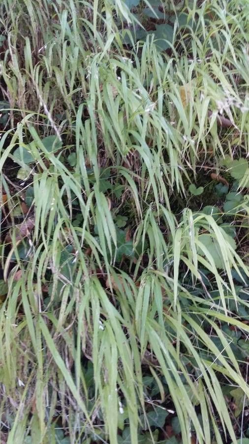 Melica uniflora leaf