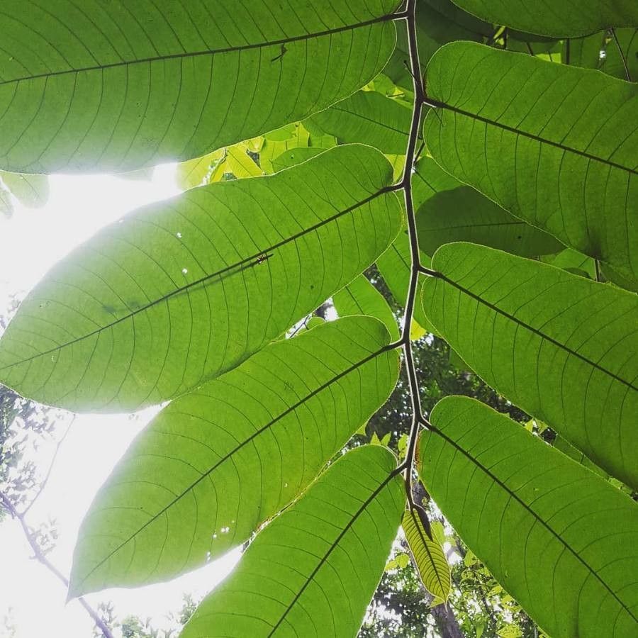 Castilla elastica — search result for 'Moraceae'