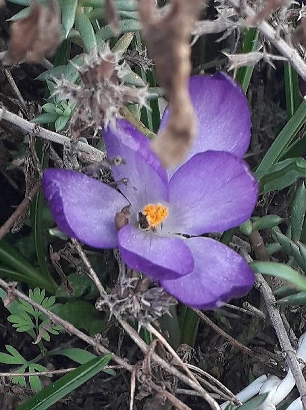 Crocus nudiflorus flower