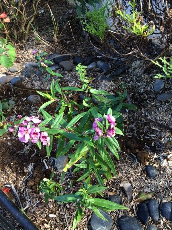 Angelonia biflora bark