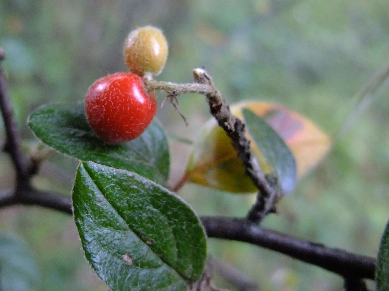 Cotoneaster tengyuehensis fruit