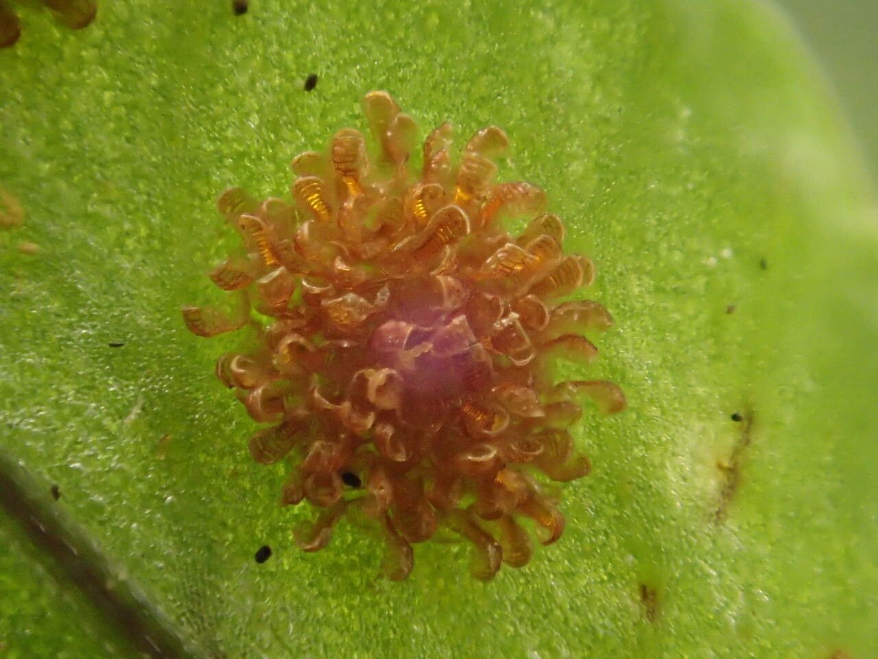Polypodium cambricum fruit