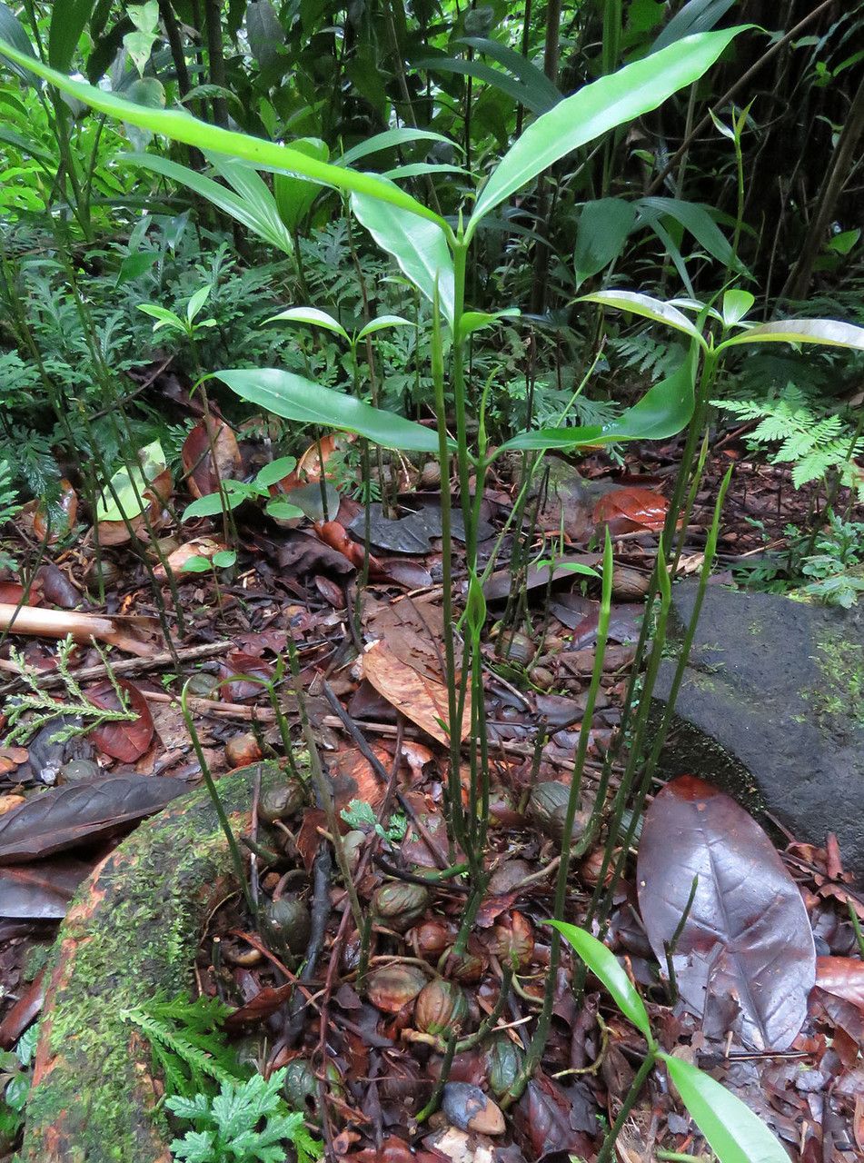 Symphonia globulifera — houseplant care guide