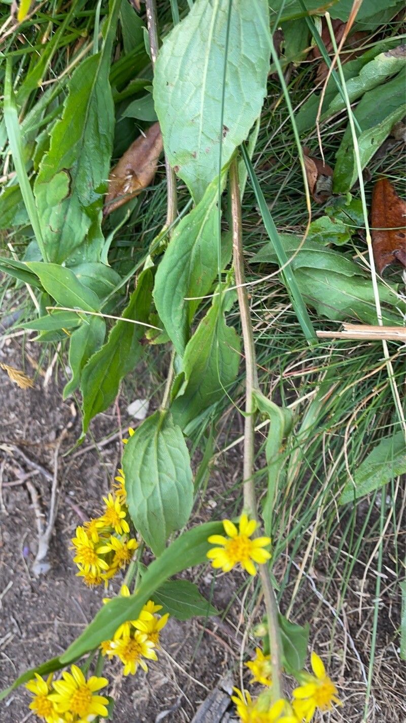 Solidago decurrens — search result for 'Solidago'