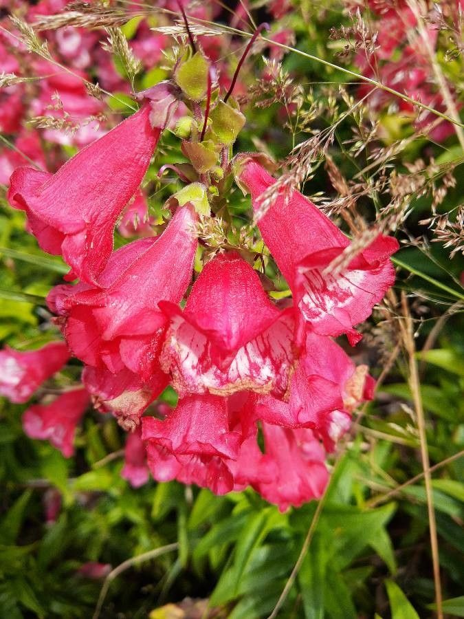 Penstemon hartwegii flower