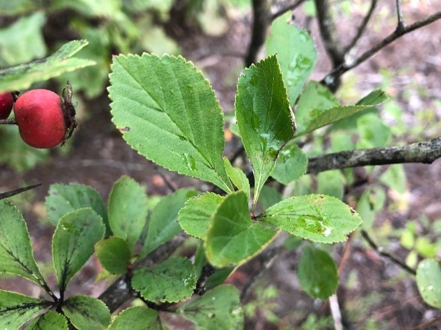 Crataegus tracyi — search result for 'Crataegus'